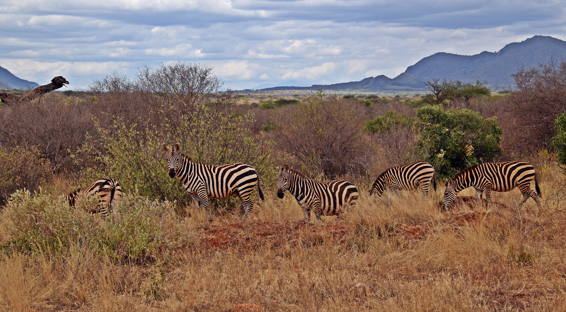 Zurück in Kenia 