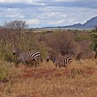 Zurück in Kenia 