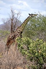 Zurück in Kenia 