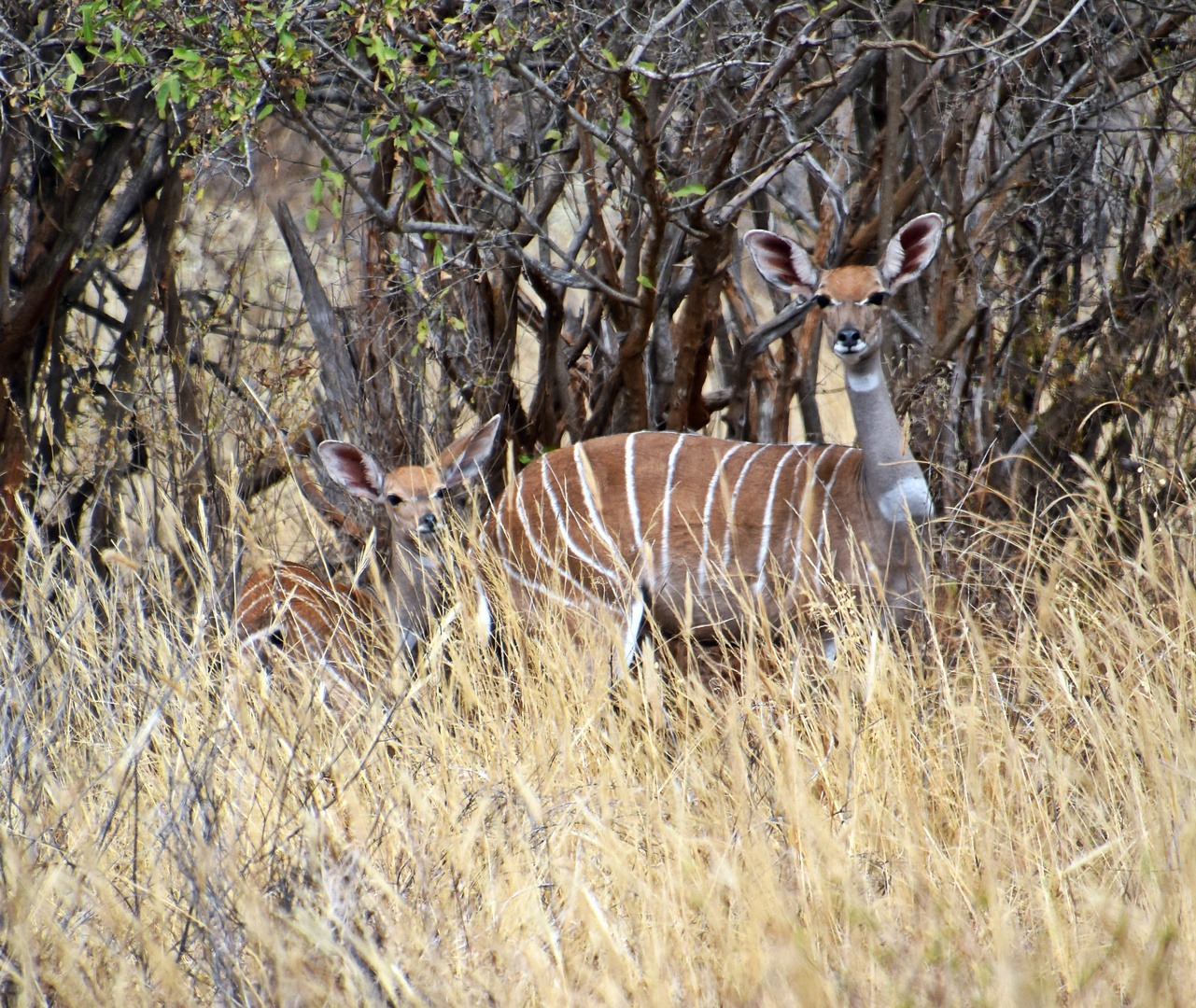 Zurück in Kenia 