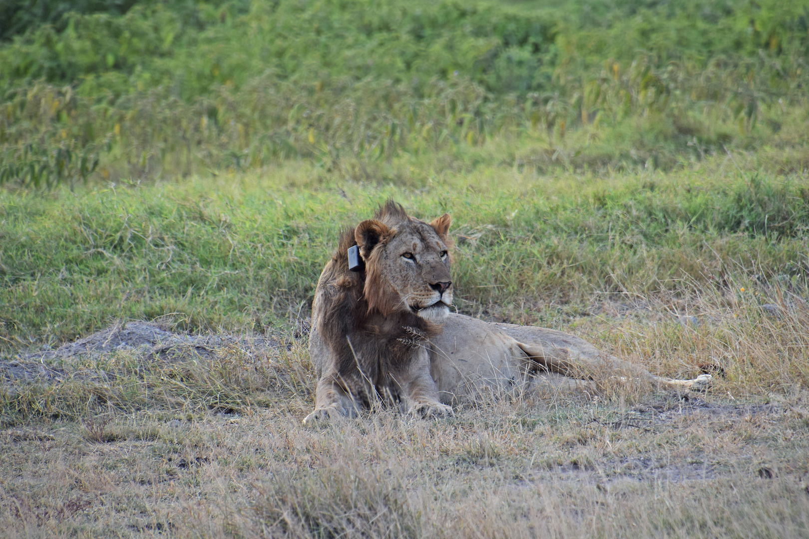 Zurück in Kenia 