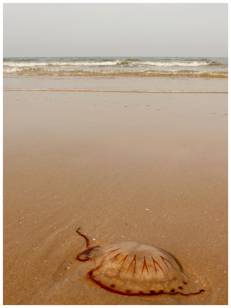 zurück ins meer.