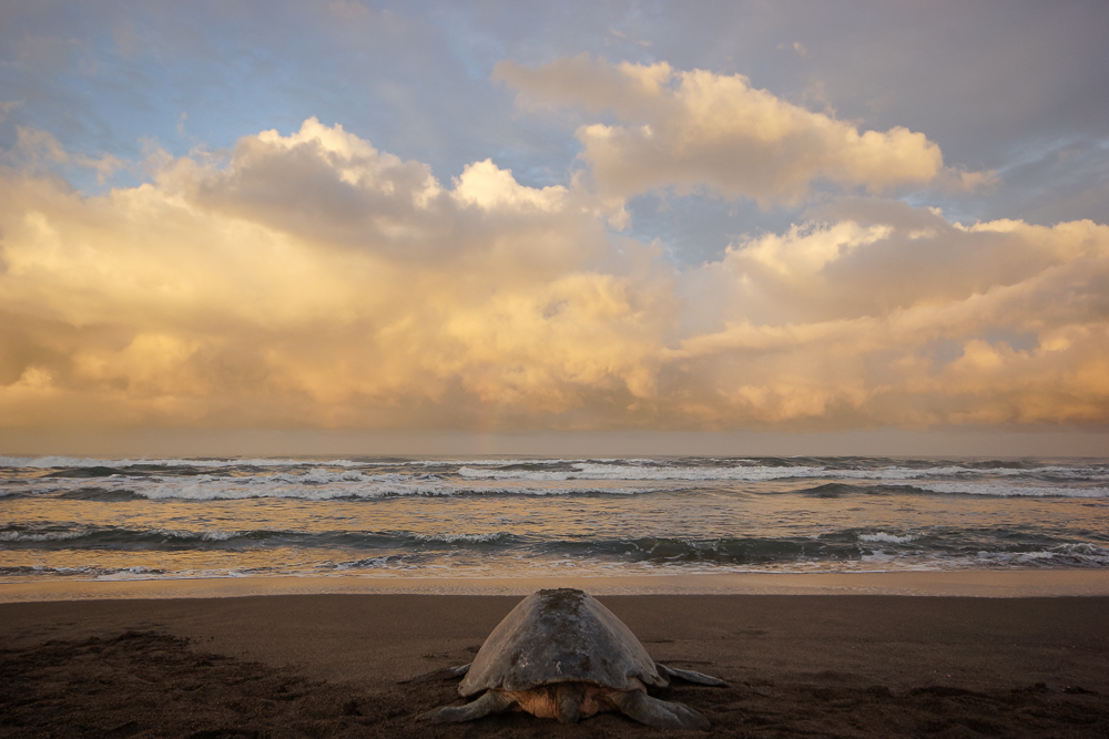 Zurück ins Meer II