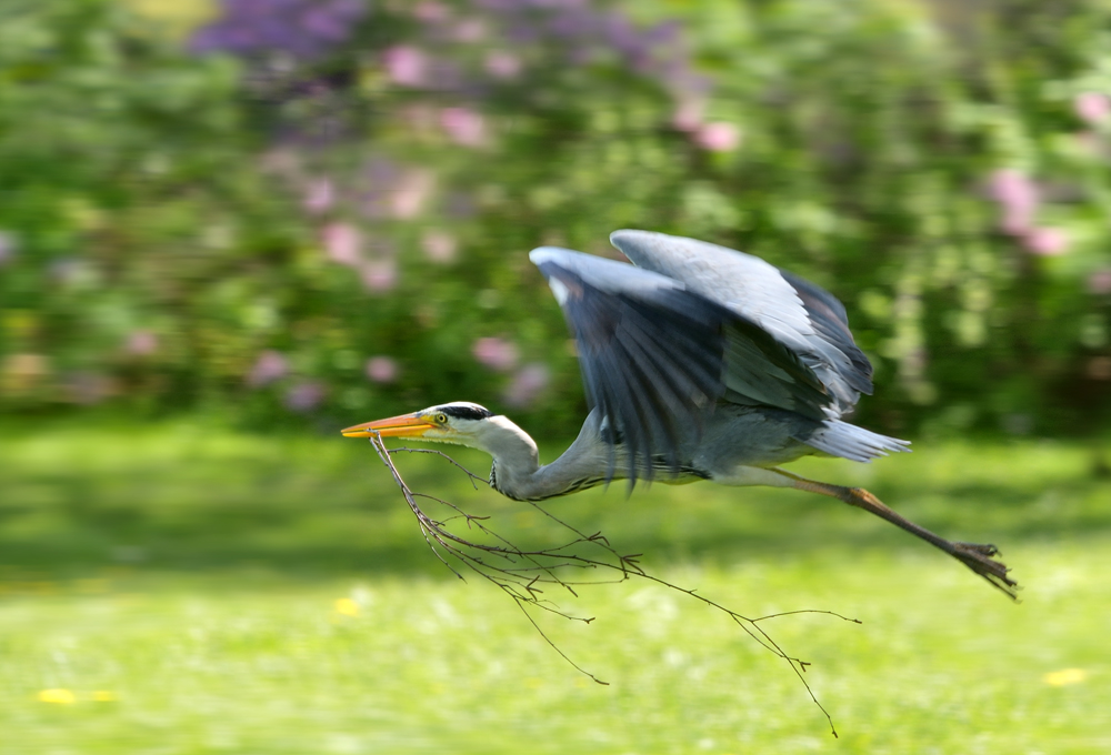 zurück ins Nest