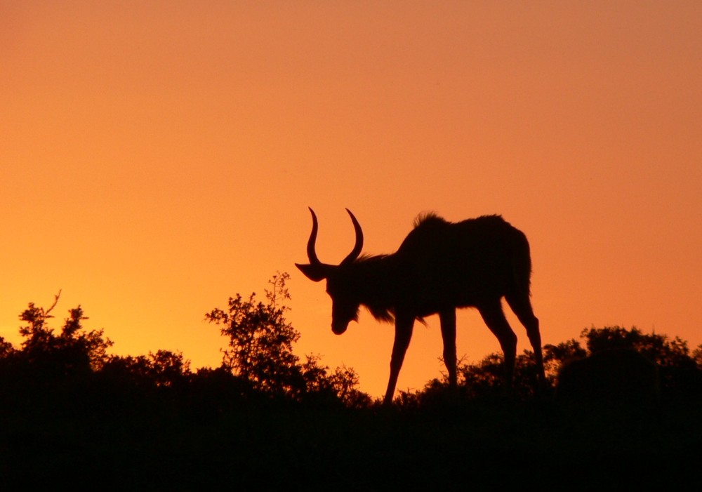 Zurück und Sonnenuntergang aus/in Südafrika