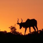 Zurück und Sonnenuntergang aus/in Südafrika