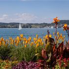 Zurück vom Bodensee