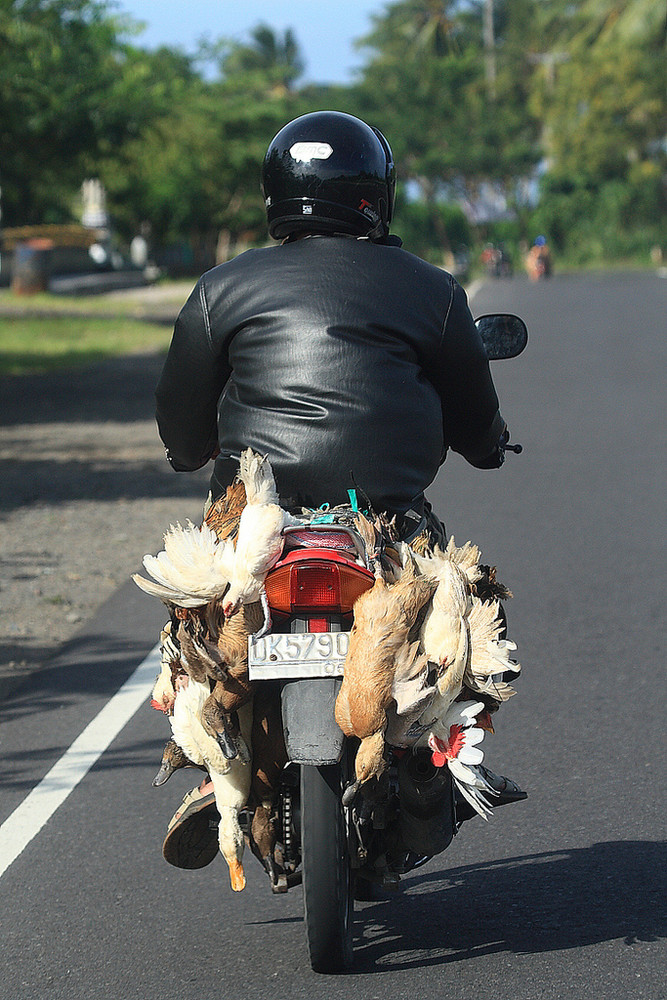 "Zurück vom Einkaufen" (Bali, Indonesien)