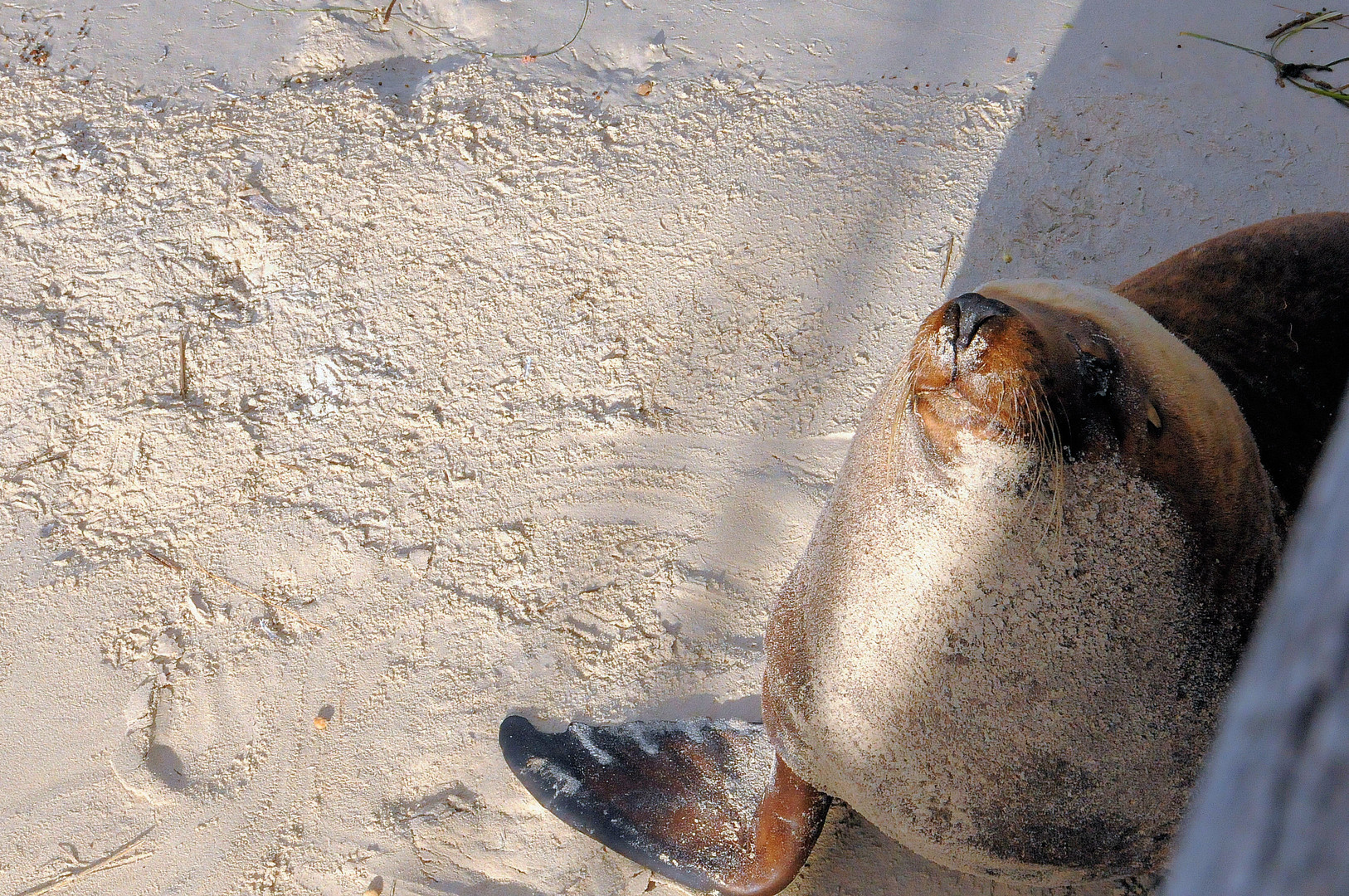 zurück vom Fischfang