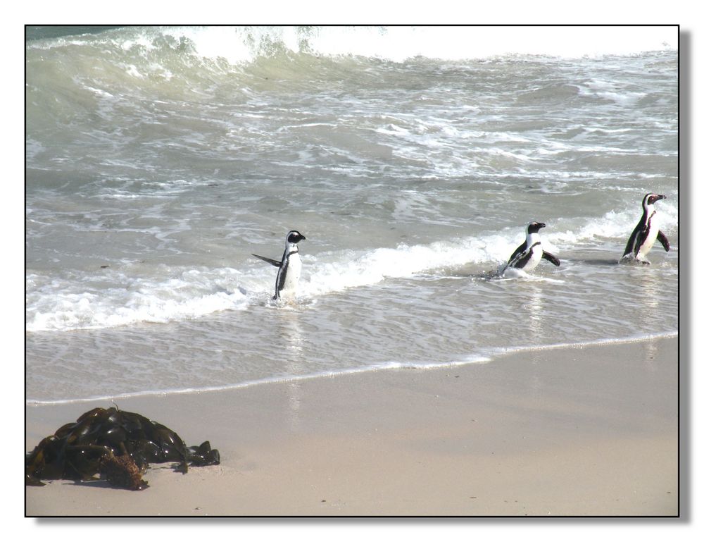 Zurück vom Fischfang. Pinguine in Simons Town