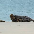 Zurück von Borkum… 