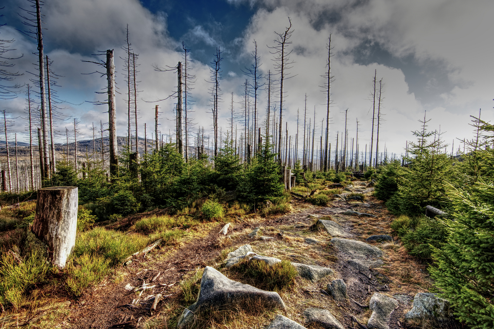 'zurück von der Achtermannshöhe' oder 'eine [Wald]wanderung der besonderen Art' (9n)