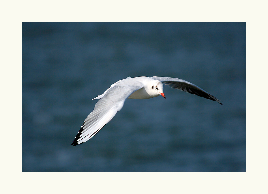 Zurück von Helgoland