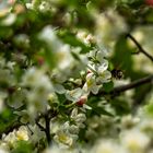 Zurück zum Frühling