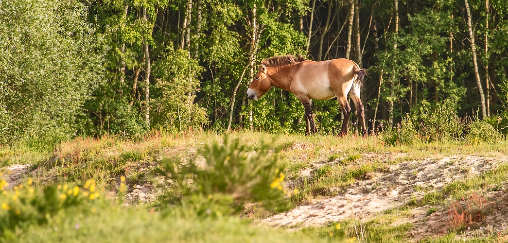 Zurück zur "freien" Natur - das Projekt "Przewalskiperde"