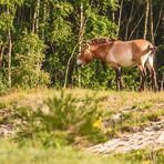 Zurück zur "freien" Natur - das Projekt "Przewalskiperde"