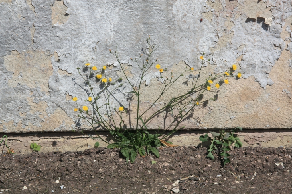 zurück zur Natur 1