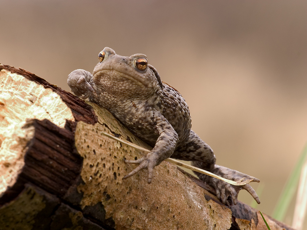 Zurück zur Natur