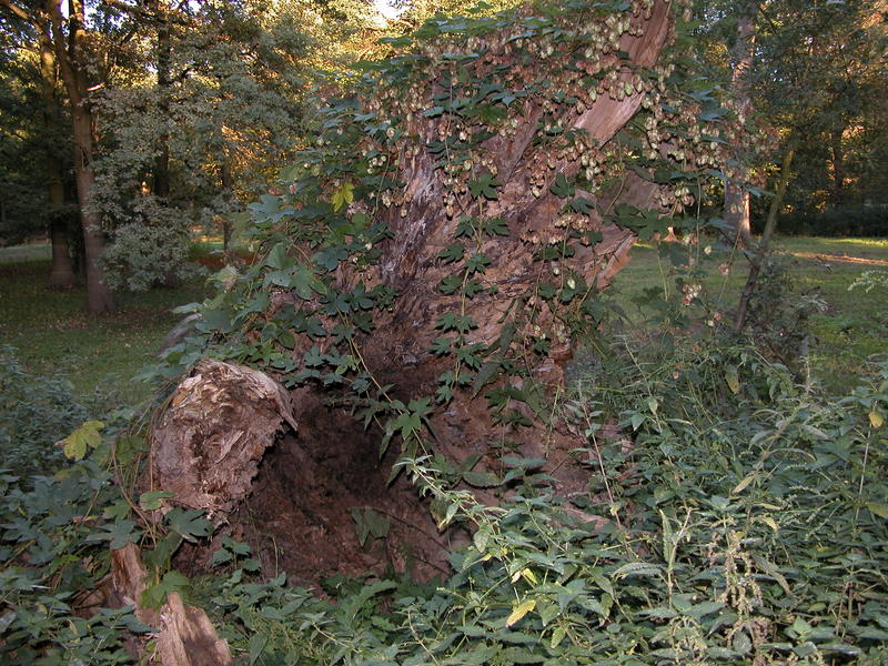 zurück zur Natur