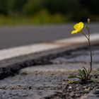 zurück zur Natur