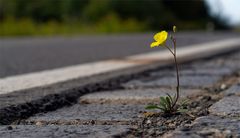 zurück zur Natur