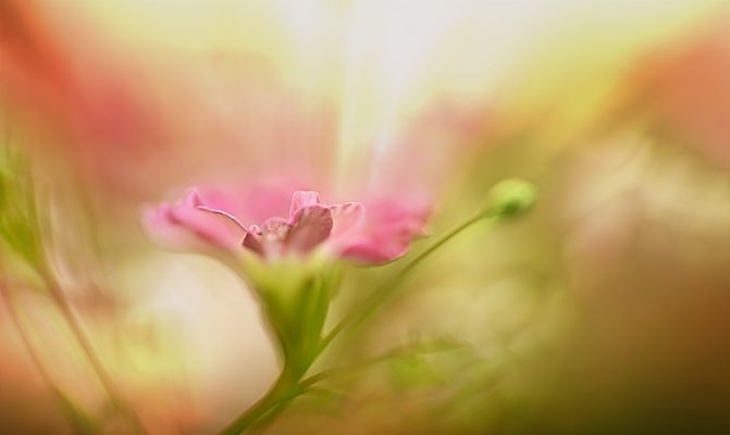 zurückblicken auf den sommer und den duft in der nase spüren ...