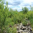 Zurückeroberung des Alten Flughafen Bonames durch die Natur - 1