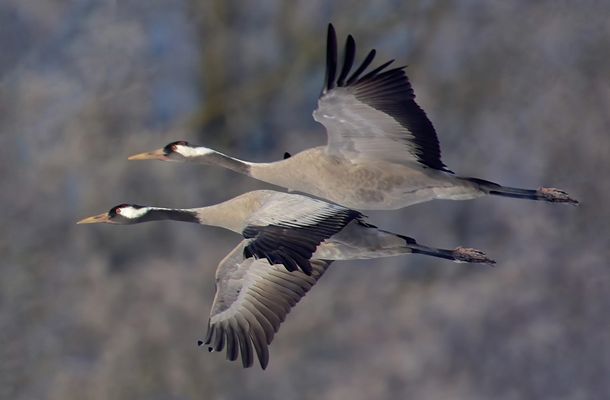 Zurzeit fliegen täglich Kraniche über die Schweiz