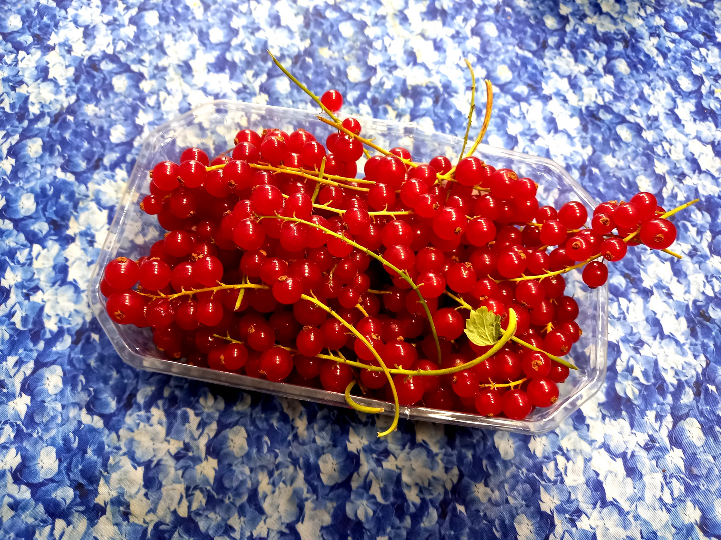 Zurzeit meine liebsten Blümchen