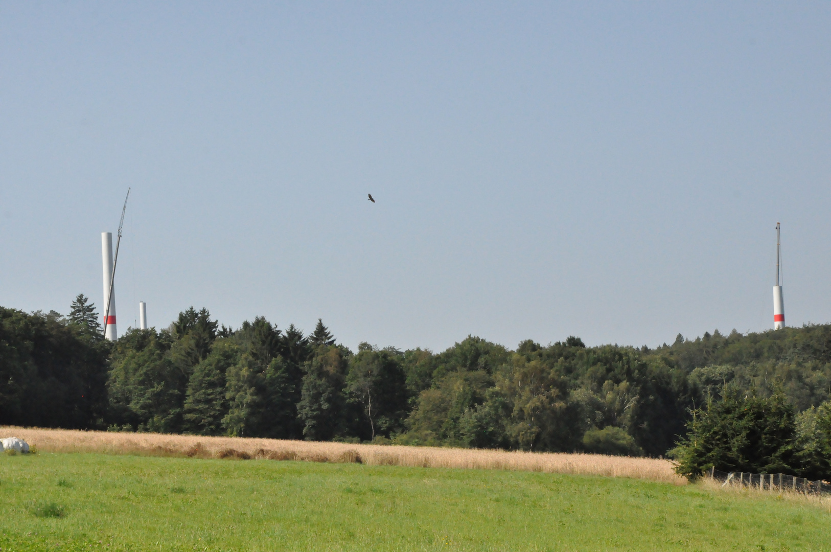 zurzeit wächst es im Wald......