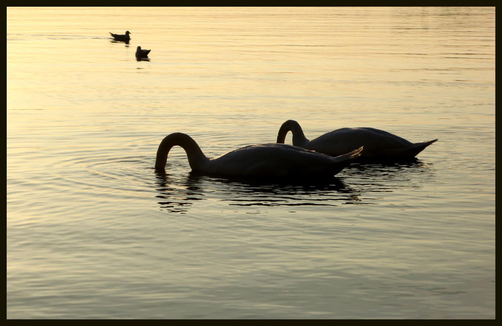 "Zusammen ab ins Wasser..." ( # 5 ]