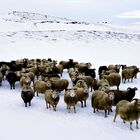 Zusammen durch den Winter