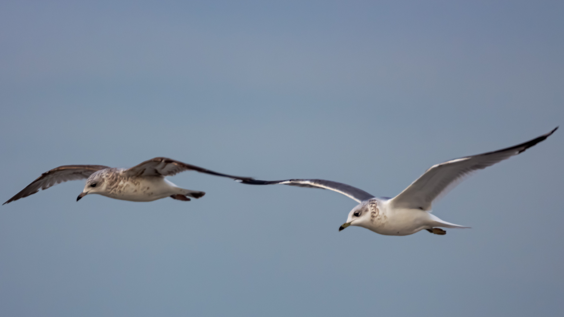 zusammen fliegen 