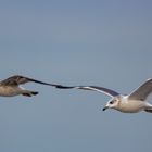 zusammen fliegen 