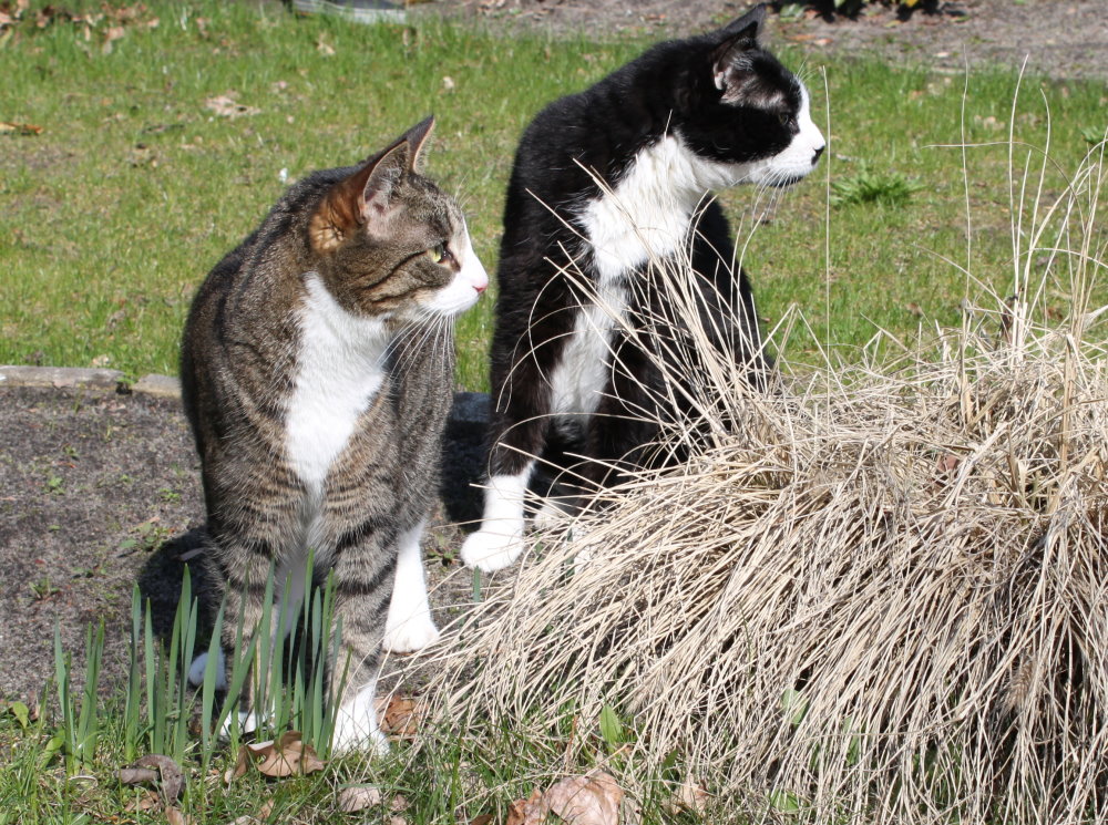 Zusammen im Garten