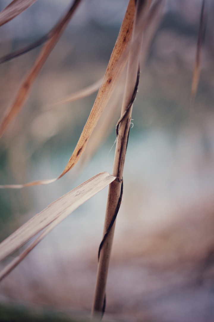 Zusammen im Wind 