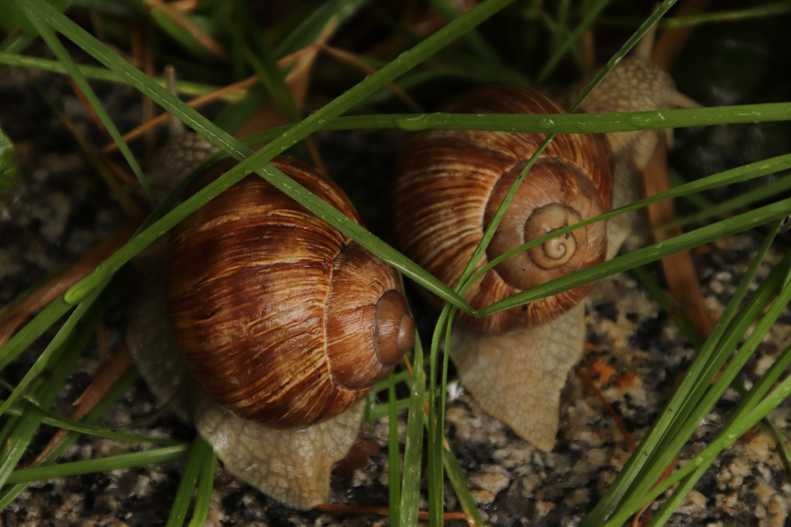 Zusammen ist man weniger allein...das sagten sich auch die zwei Weinbergschnecken