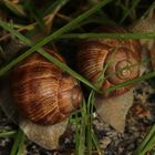 Zusammen ist man weniger allein...das sagten sich auch die zwei Weinbergschnecken