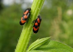 zusammen sind wir stark