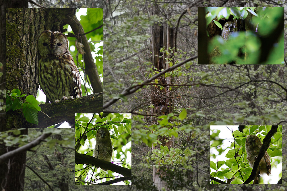 Zusammenfassung Waldkauz