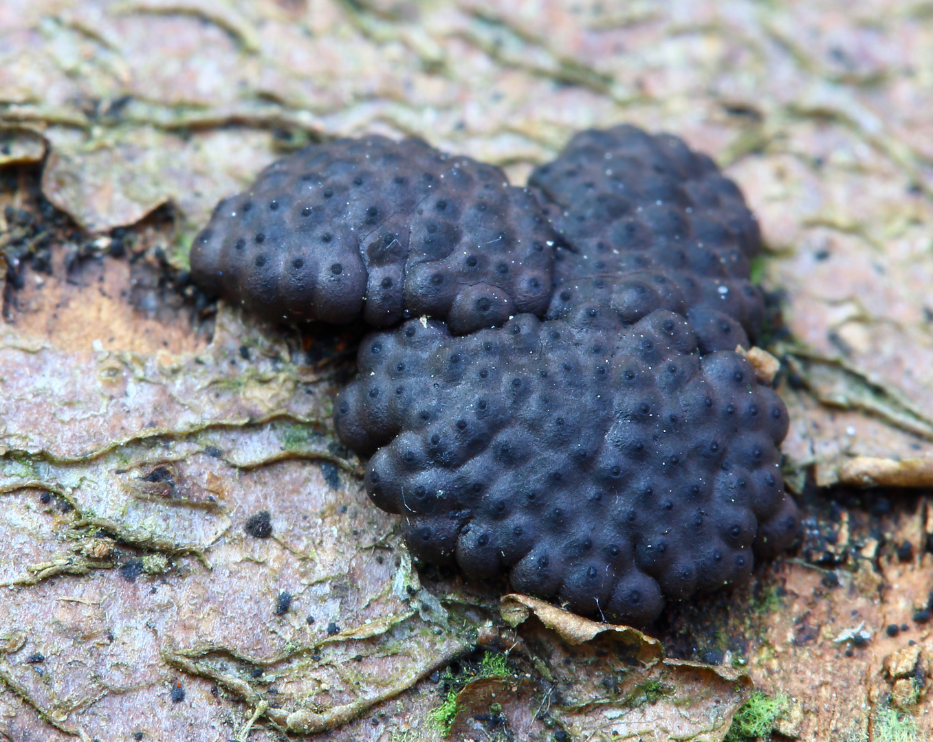 Zusammengedrängte Kohlenbeere ( Hypoxylon cohaerens)