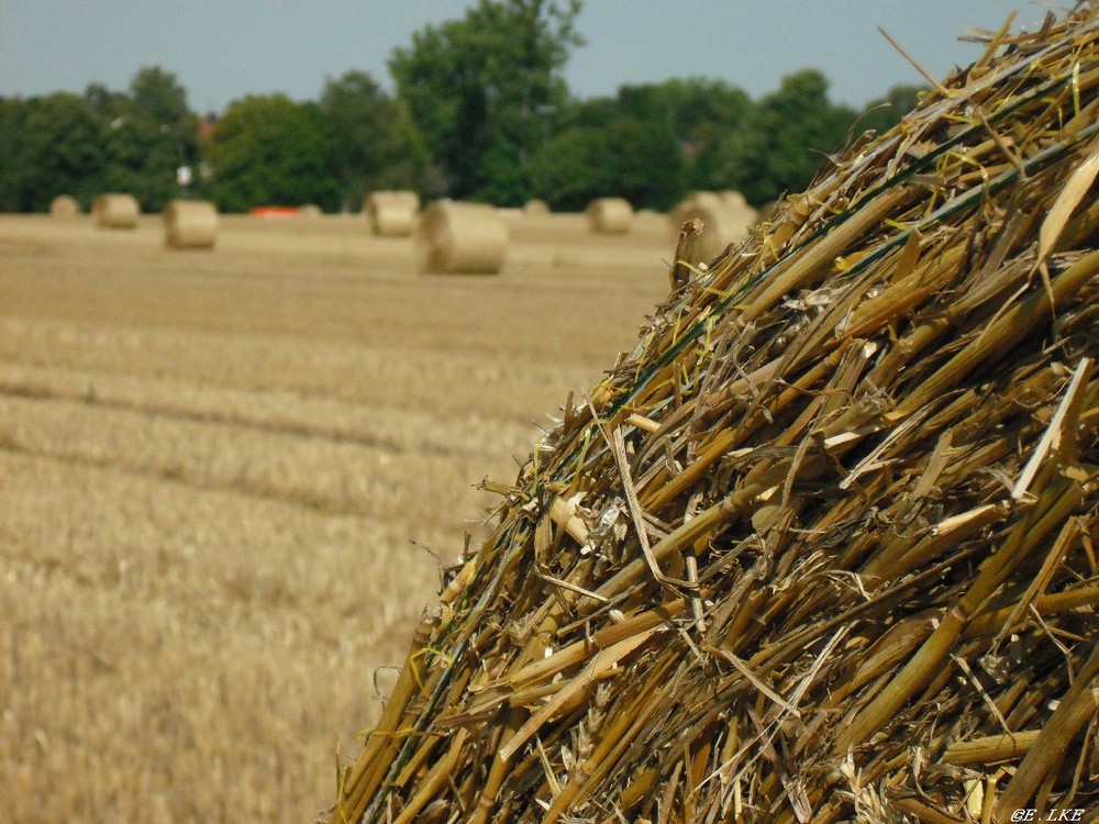 Zusammengerollter Sommer