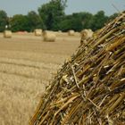 Zusammengerollter Sommer