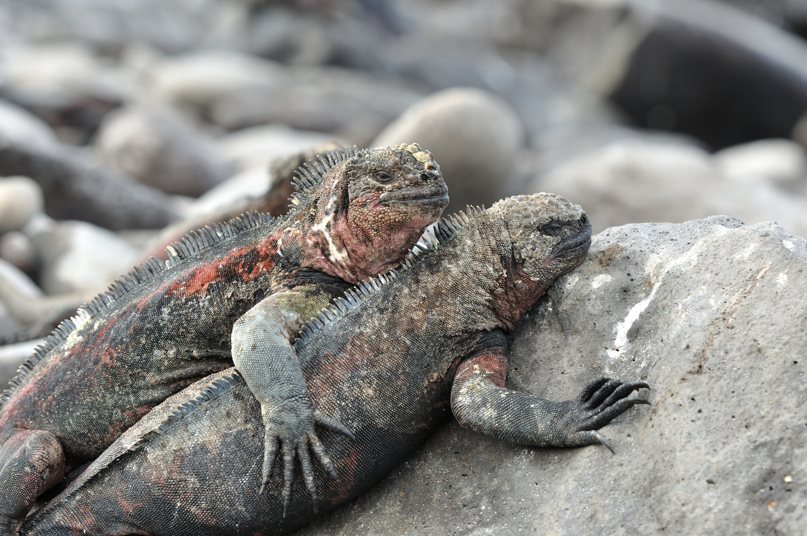 Zusammenhalt auf Galapagos