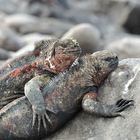 Zusammenhalt auf Galapagos