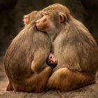 Zusammenhalt der Primaten