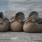 Zusammenkuscheln gibt warm