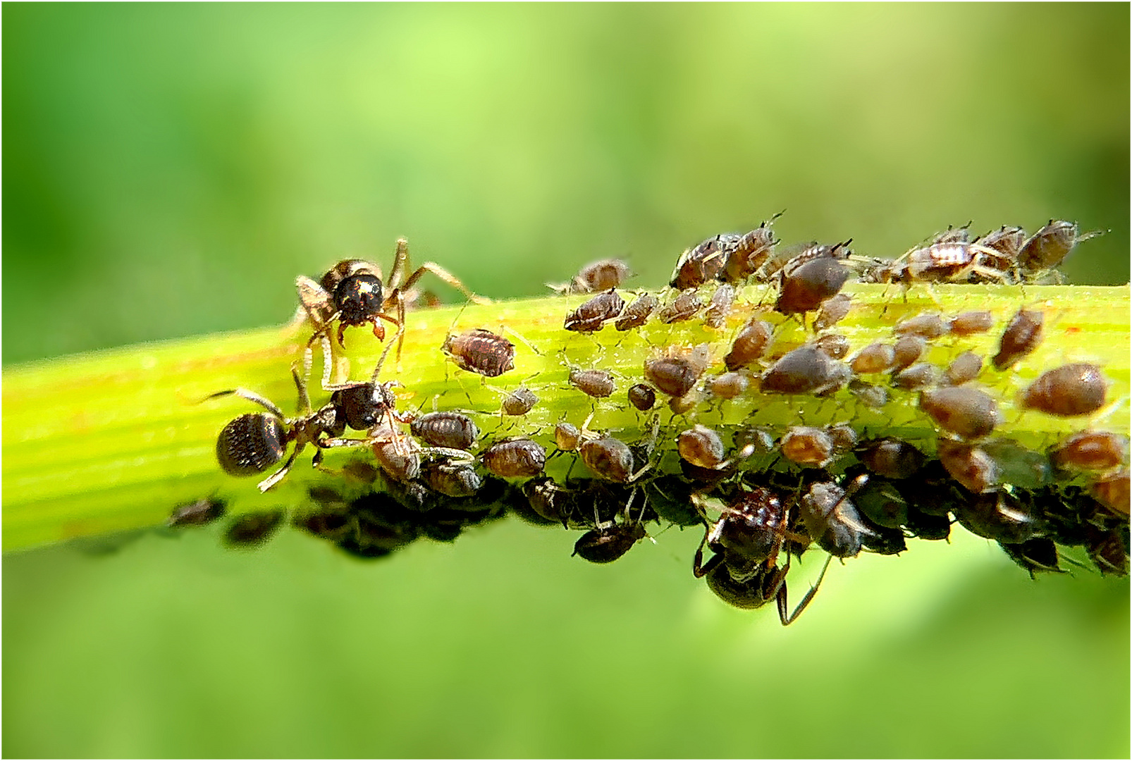 Zusammenleben von Ameisen und Blattläusen (Symbiose)