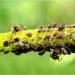 Zusammenleben von Ameisen und Blattläusen (Symbiose)