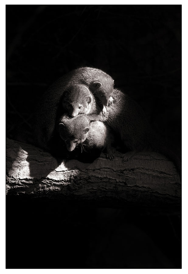 Zusammenrucken Es Wird Wieder Kalter Foto Bild Tiere Zoo